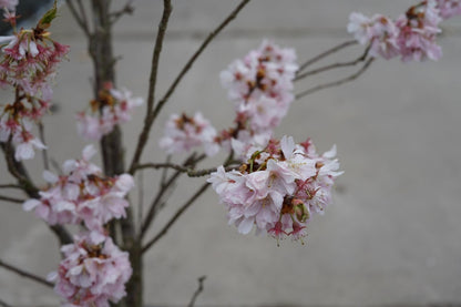  Japanse Sierkers (Prunus 'Accolade')
