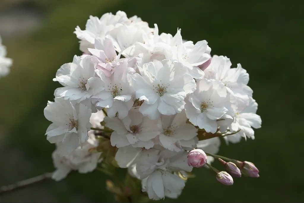  Japanse Sierkers Als Struik (Prunus Serrulata 'Amanogawa')