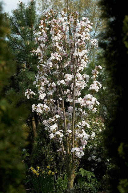  Japanse Sierkers Als Zuilboom (Prunus Serrulata 'Amanogawa')