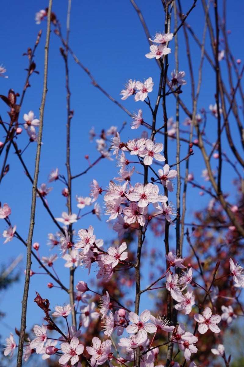  Rode Kerspruim Als Boom (Prunus Cerasifera 'Nigra')
