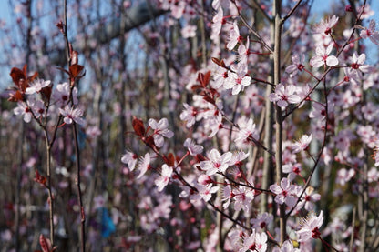  Rode Kerspruim Als Struik (Prunus Cerasifera 'Nigra')