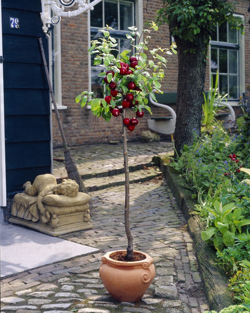  Dwerg Pruim (Prunus Domestica 'Mini')