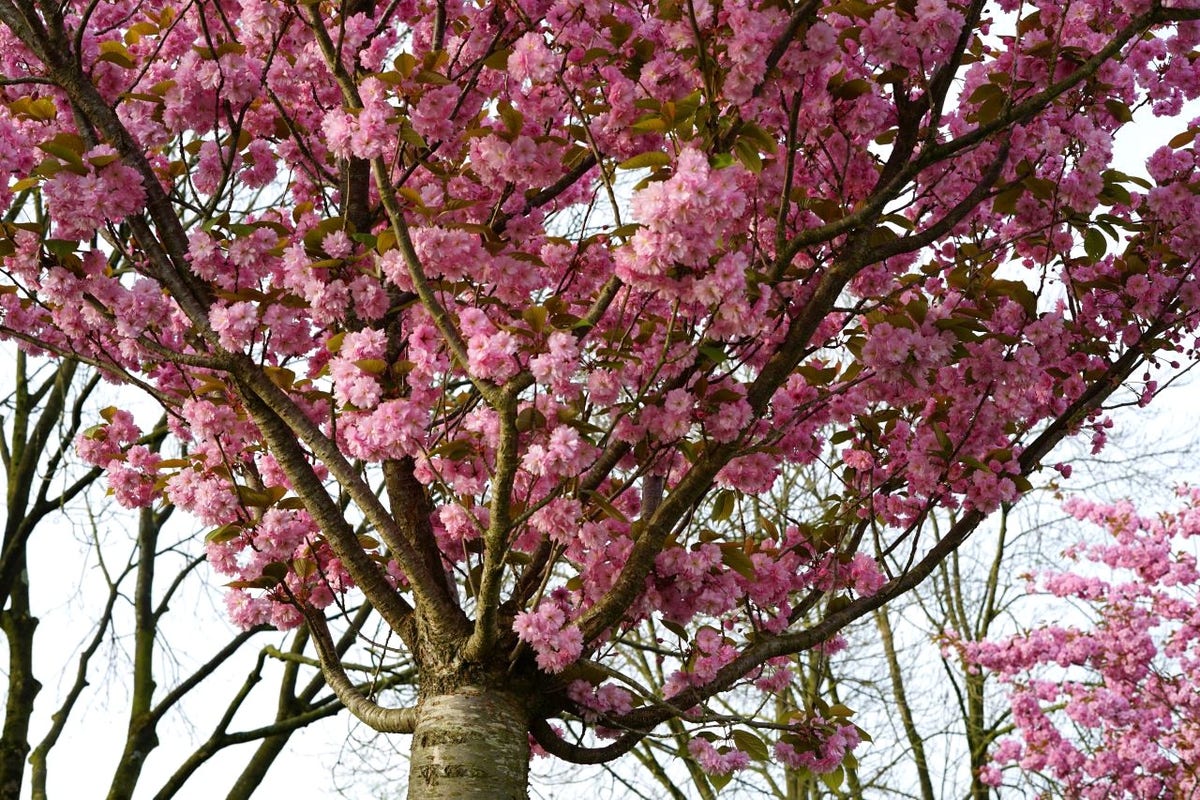 Japanse Sierkers (Prunus Serrulata 'Kanzan')
