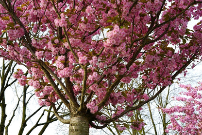  Japanse Sierkers (Prunus Serrulata 'Kanzan')