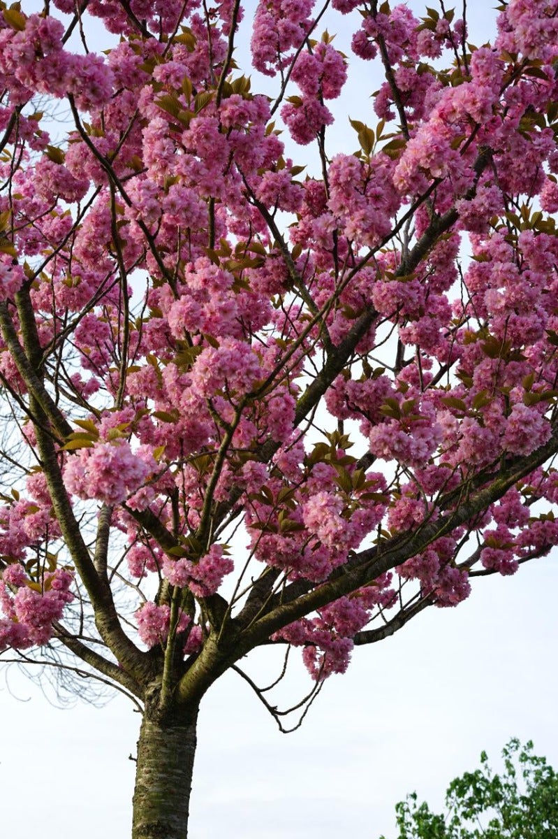  Japanse Sierkers (Prunus Serrulata 'Kanzan')
