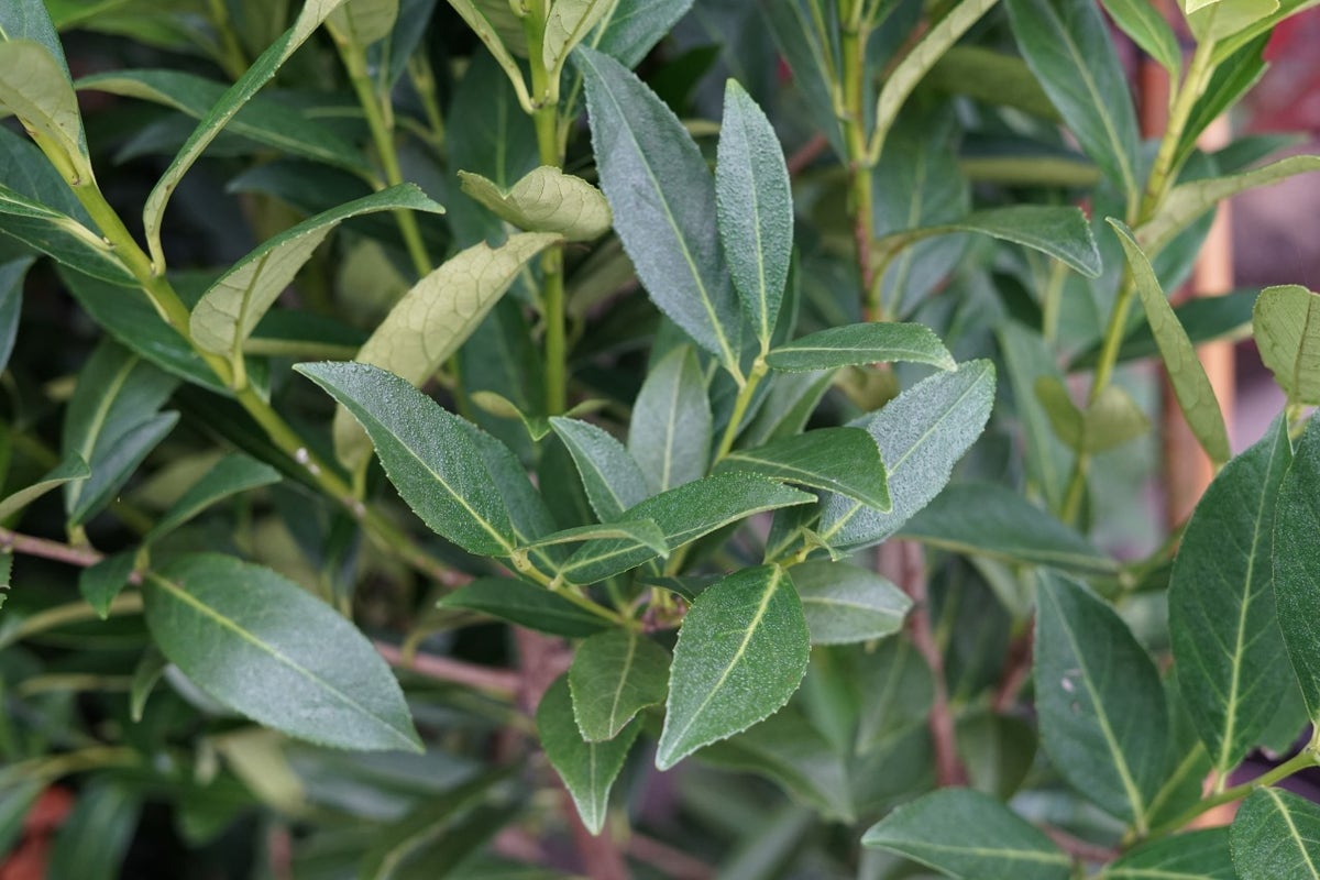  Laurier Als Boom (Prunus Laurocerasus 'Elly')