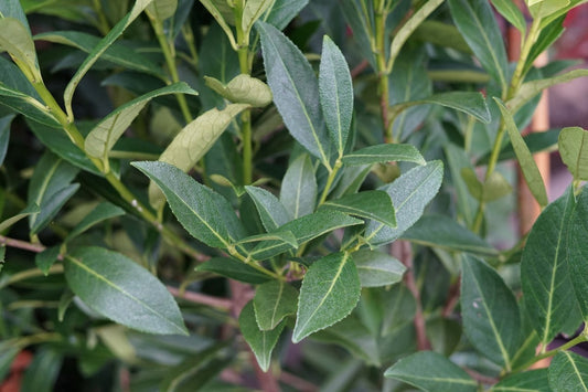  Laurier Als Boom (Prunus Laurocerasus 'Elly')