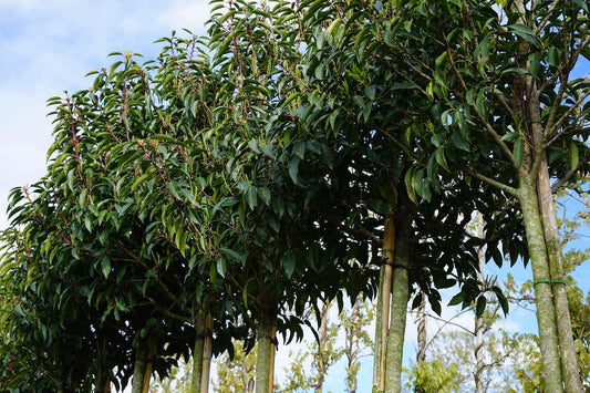  Portugese Laurier Als Boom (Prunus Lusitanica 'Angustifolia')