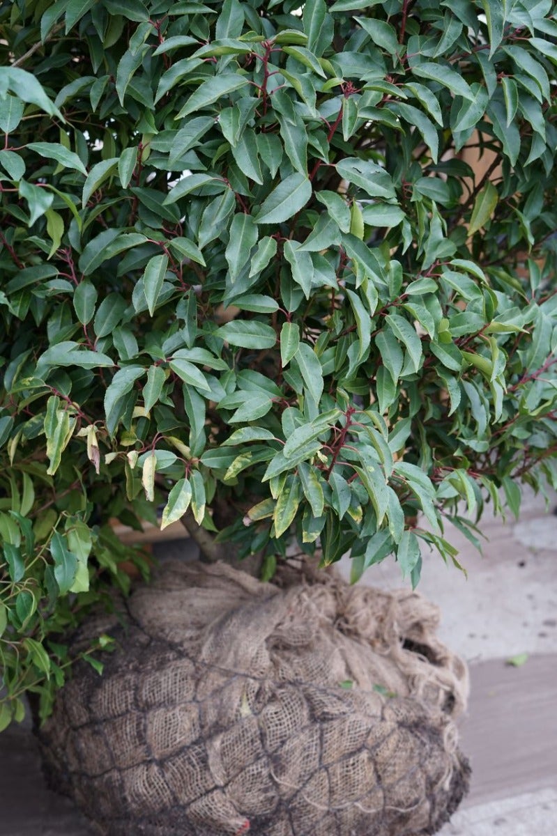  Portugese Laurier (Prunus Lusitanica 'Angustifolia')