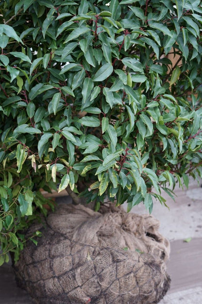  Portugese Laurier (Prunus Lusitanica 'Angustifolia')
