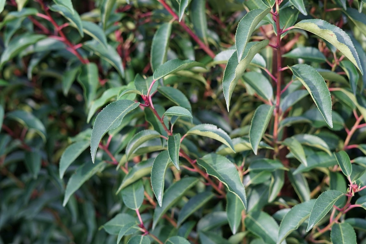  Portugese Laurier (Prunus Lusitanica 'Angustifolia')
