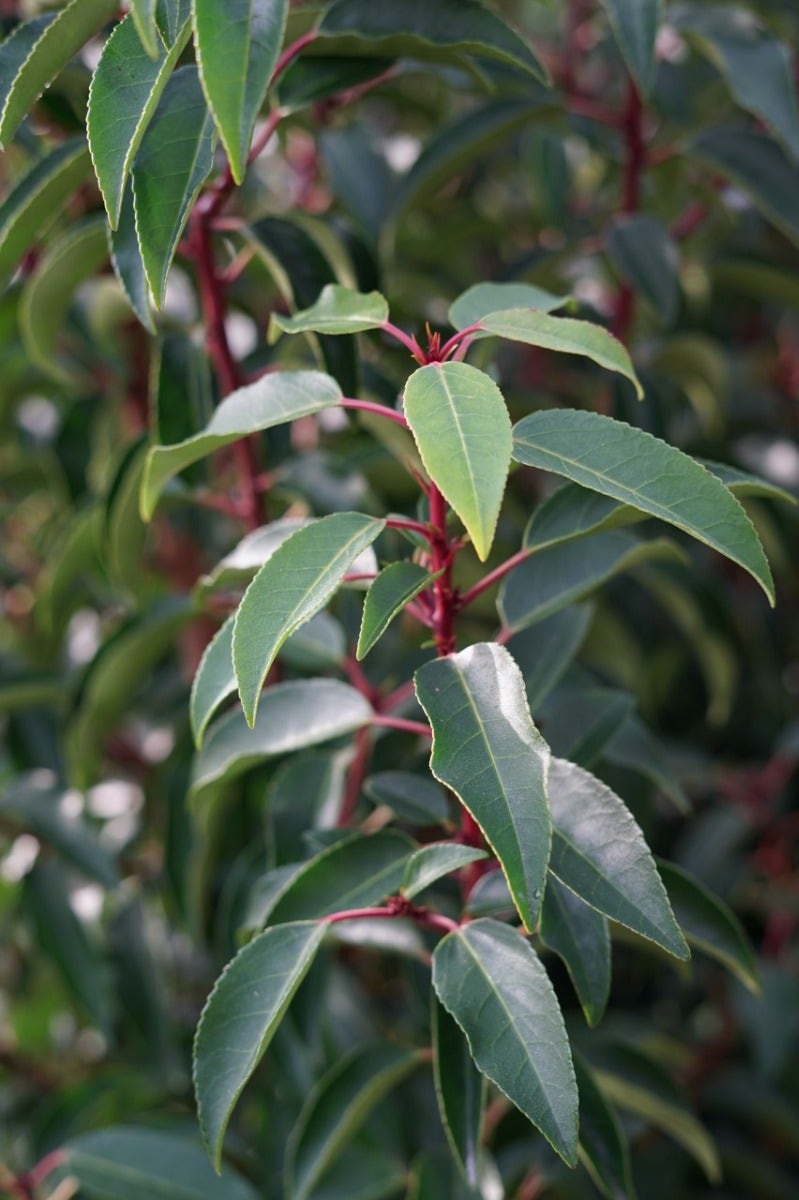  Portugese Laurier (Prunus Lusitanica 'Angustifolia')