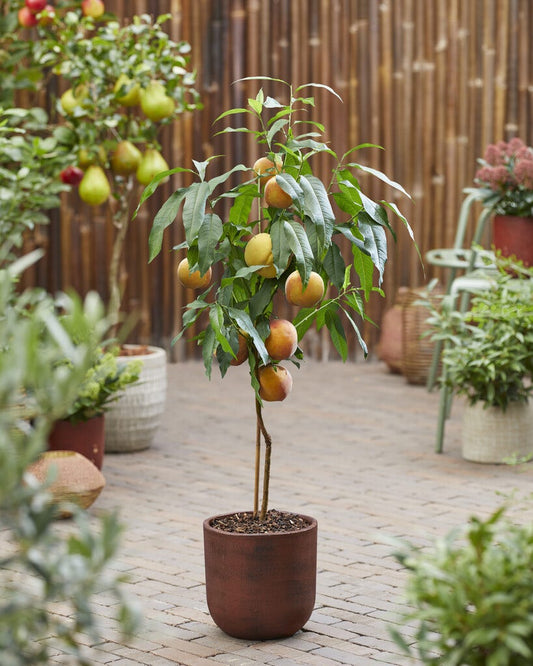  Dwerg Perzik (Prunus Persica 'Mini')