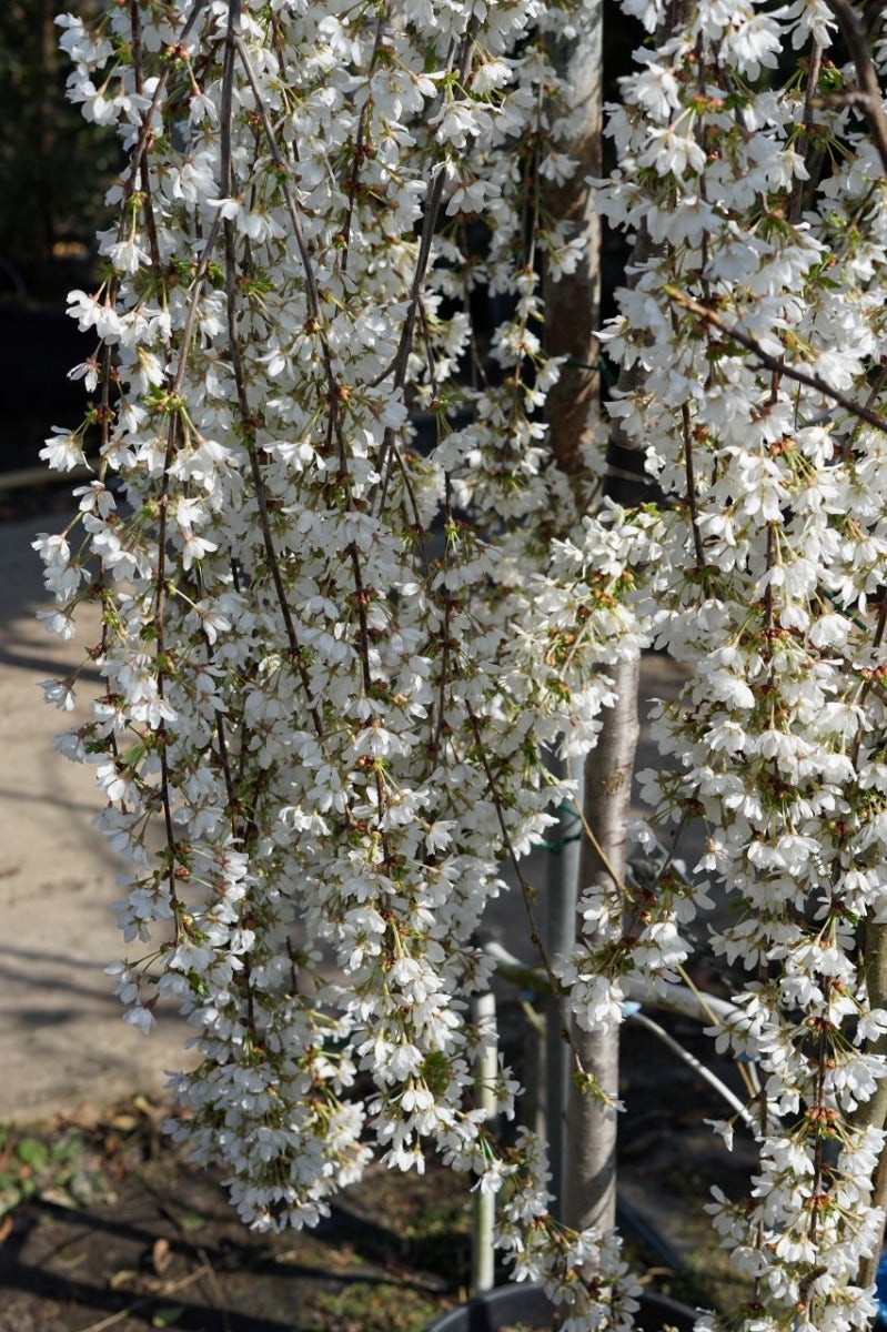  Japanse Treursierkers (Prunus 'Snow Fountain')