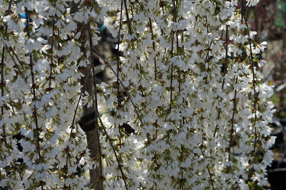  Japanse Treursierkers (Prunus 'Snow Fountain')