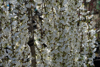  Japanse Treursierkers (Prunus 'Snow Fountain')