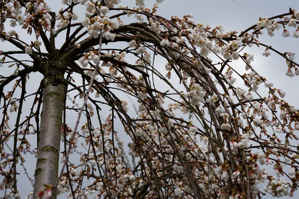  Treursierkers Op Stam (Prunus 'White Fountain')
