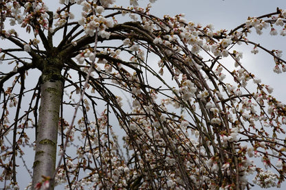  Treursierkers Op Stam (Prunus 'White Fountain')