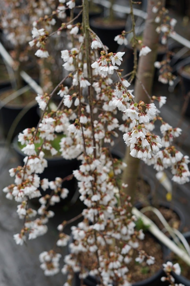  Treursierkers Op Stam (Prunus 'White Fountain')