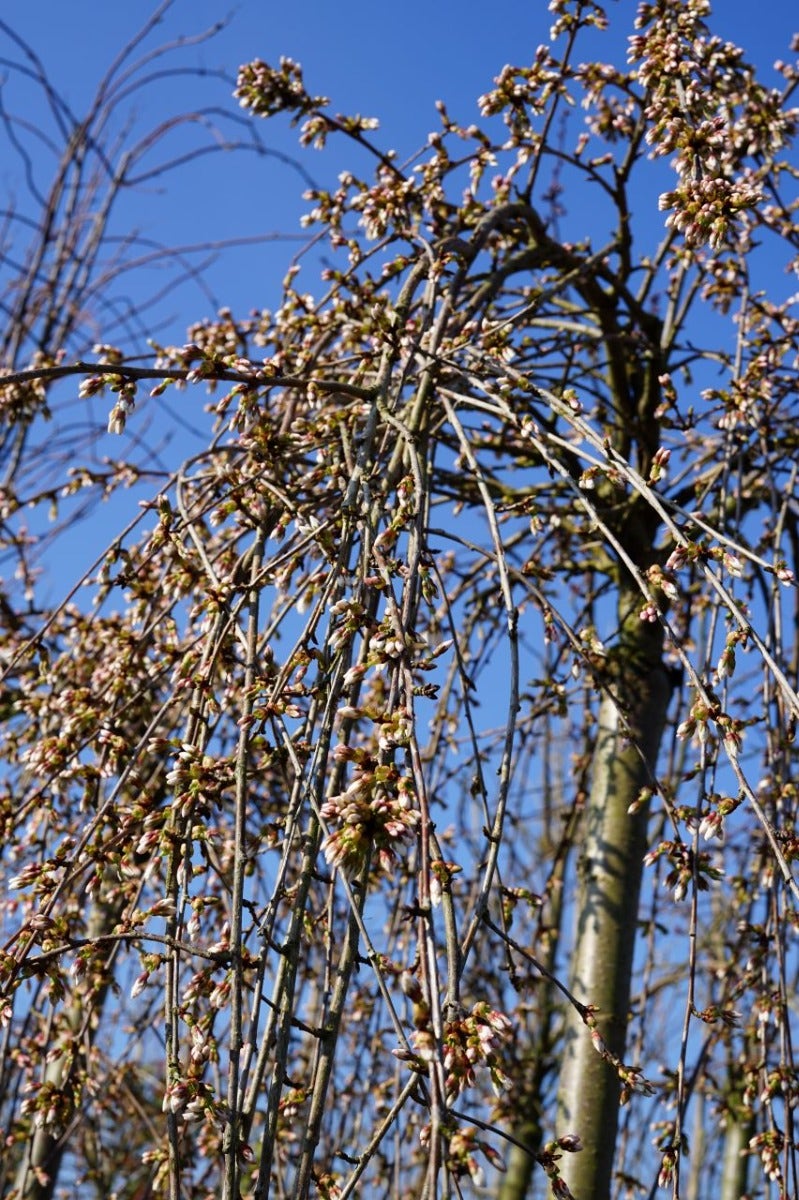  Treursierkers Op Stam (Prunus 'White Fountain')