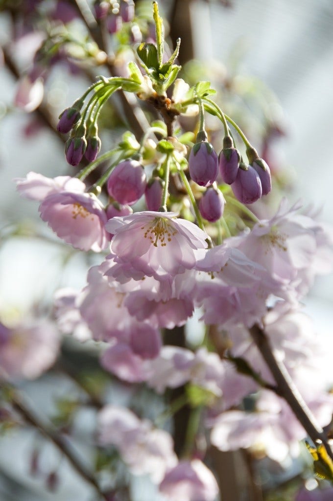  Japanse Sierkers (Prunus 'Accolade')
