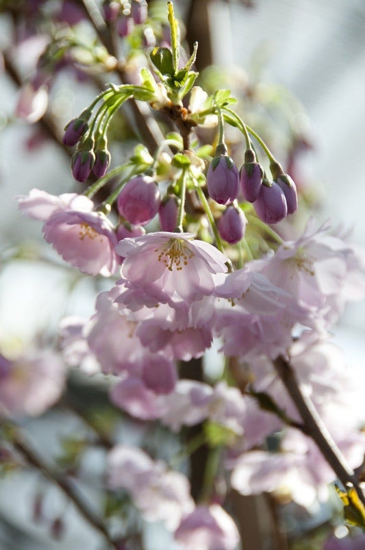  Japanse Sierkers (Prunus 'Accolade')
