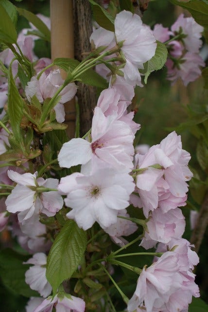  Japanse Sierkers Als Zuilboom (Prunus Serrulata 'Amanogawa')