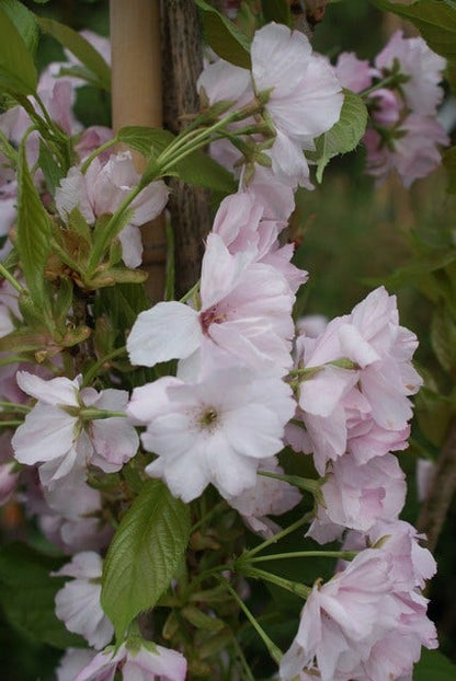  Japanse Sierkers Als Zuilboom (Prunus Serrulata 'Amanogawa')