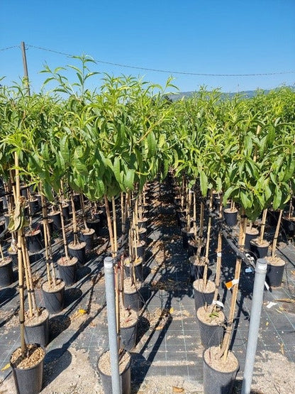  Abrikoos Als Halfstam (Prunus Armeniaca 'Antonio Errani') 