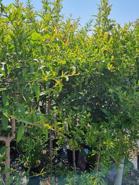  Abrikoos Als Halfstam (Prunus Armeniaca 'Antonio Errani') 