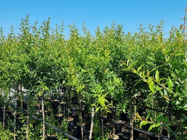  Abrikoos Als Halfstam (Prunus Armeniaca 'Antonio Errani') 