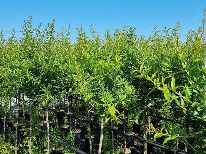  Abrikoos Als Halfstam (Prunus Armeniaca 'Antonio Errani') 
