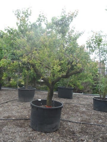  Abrikozenboom (Prunus Armeniaca)