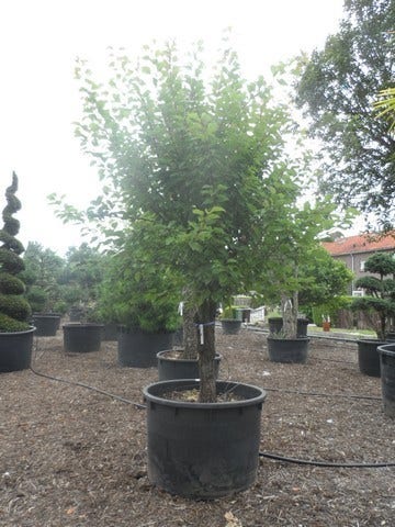  Abrikozenboom (Prunus Armeniaca)