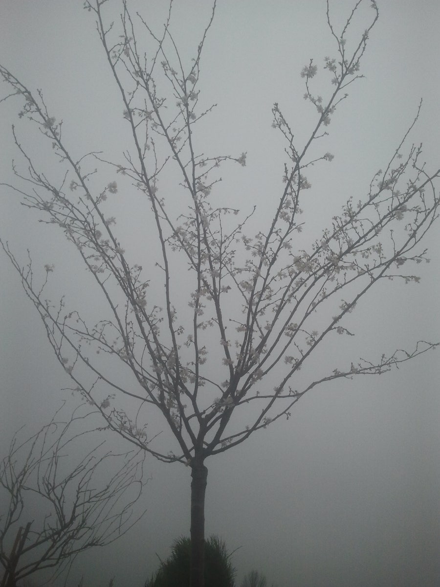  Japanse Sierkers (Prunus Subhirtella 'Autumnalis')