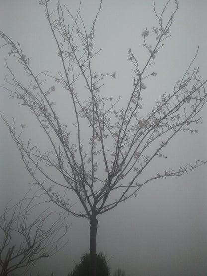  Japanse Sierkers (Prunus Subhirtella 'Autumnalis')