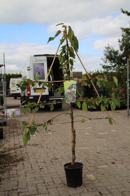  Lei-kers (Prunus Avium 'Hedelfinger Riesenkirsche')