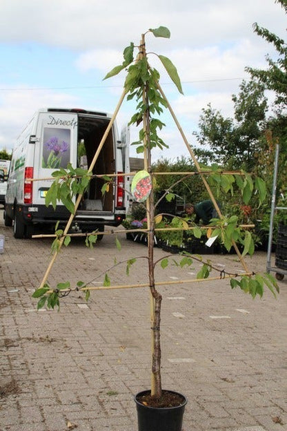  Kersenboom (Prunus Avium 'Stella')