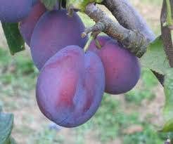  Pruimenboom (Prunus Domestica 'Belle De Louvain')