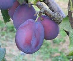  Lei-Pruim (Prunus Domestica 'Belle De Louvain')