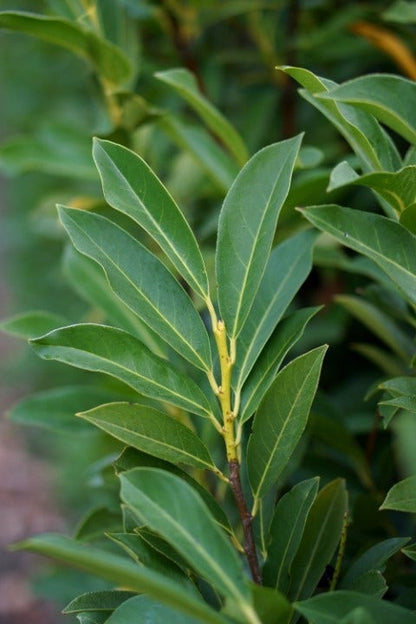  Laurier (Prunus Laurocerasus 'Elly')