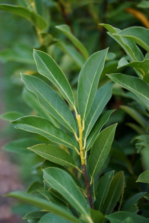  Laurier (Prunus Laurocerasus 'Elly')