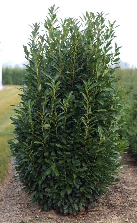  Laurier (Prunus Laurocerasus 'Elly')