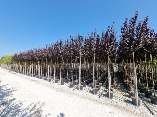 Rode Kerspruim Als Boom (Prunus Cerasifera 'Nigra')