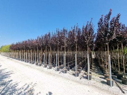  Rode Kerspruim Als Boom (Prunus Cerasifera 'Nigra')