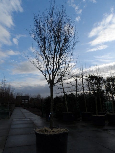  Rode Kerspruim Als Boom (Prunus Cerasifera 'Nigra')