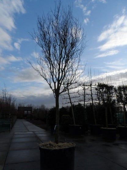  Rode Kerspruim Als Boom (Prunus Cerasifera 'Nigra')