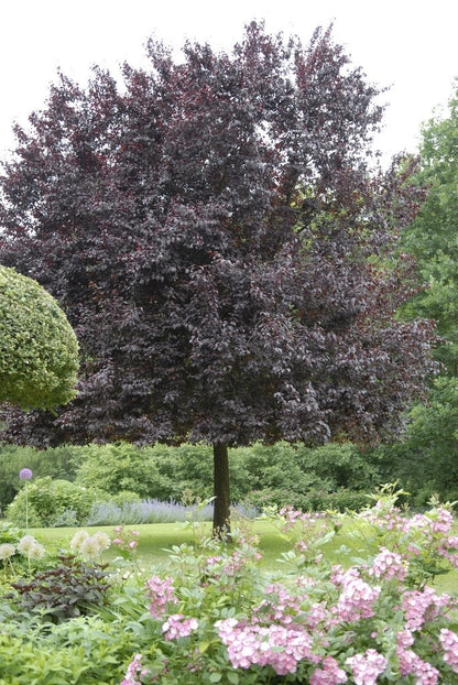  Rode Kerspruim Als Leiboom (Prunus Cerasifera 'Nigra' )