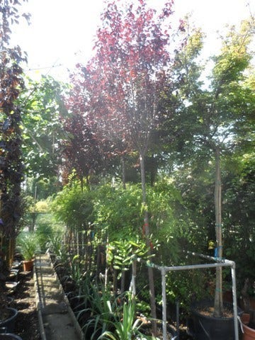  Rode Kerspruim Als Boom (Prunus Cerasifera 'Nigra')