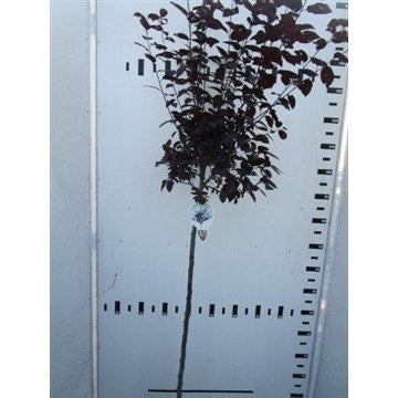  Rode Kerspruim Op Stam (Prunus Cerasifera 'Nigra')